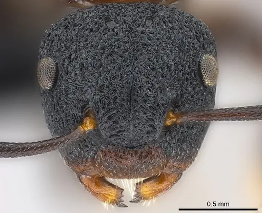 Colobopsis manni specimen CASENT0177580 image casent0177580_2