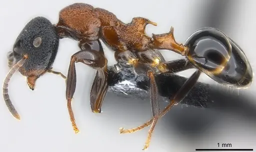 Colobopsis manni specimen CASENT0177580 image casent0177580_3