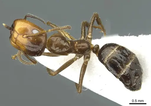 Colobopsis markli specimen CASENT0911638 image casent0911638_1
