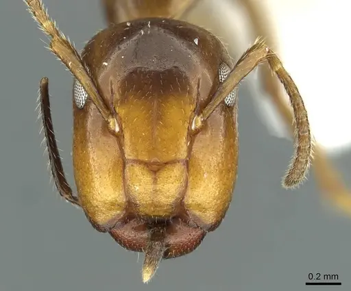Colobopsis markli specimen CASENT0911638 image casent0911638_2