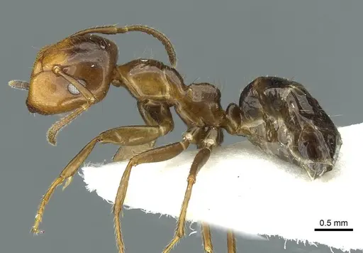 Colobopsis markli specimen CASENT0911638 image casent0911638_3