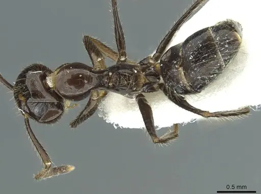 Colobopsis markli specimen CASENT0911639 image casent0911639_1