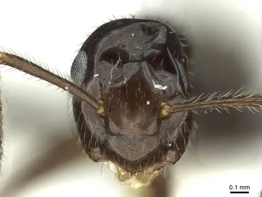 Colobopsis markli specimen CASENT0911639 image casent0911639_2