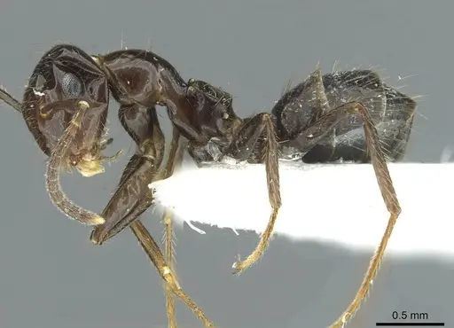 Colobopsis markli specimen CASENT0911639 image casent0911639_3