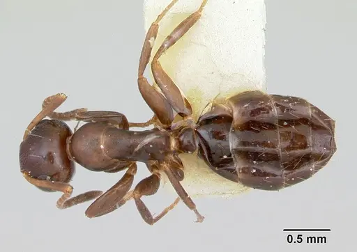 Colobopsis mississippiensis specimen CASENT0103236 image casent0103236_1
