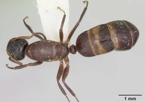 Colobopsis mississippiensis specimen CASENT0103354 image casent0103354_1