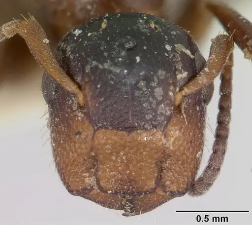 Colobopsis mississippiensis specimen CASENT0103354 image casent0103354_2