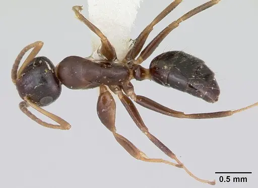 Colobopsis mississippiensis specimen CASENT0103355 image casent0103355_1
