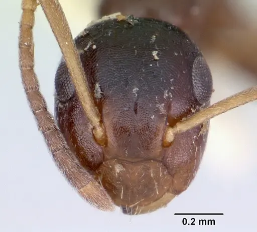 Colobopsis mississippiensis specimen CASENT0103355 image casent0103355_2