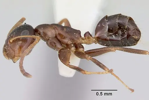 Colobopsis mississippiensis specimen CASENT0103355 image casent0103355_3