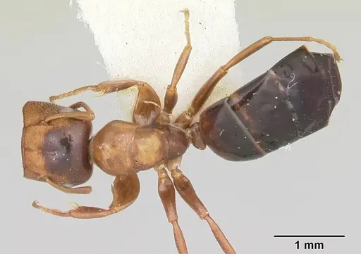 Colobopsis mississippiensis specimen CASENT0103356 image casent0103356_1