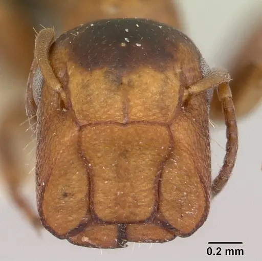 Colobopsis mississippiensis specimen CASENT0103356 image casent0103356_2