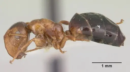 Colobopsis mississippiensis specimen CASENT0103356 image casent0103356_3