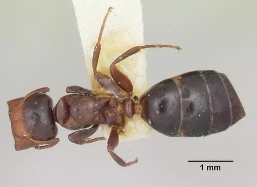 Colobopsis mississippiensis specimen CASENT0103357 image casent0103357_1