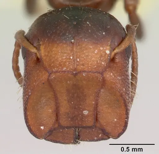 Colobopsis mississippiensis specimen CASENT0103357 image casent0103357_2