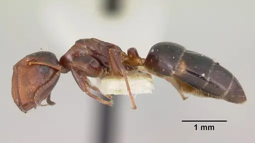 Colobopsis mississippiensis specimen CASENT0103357 image casent0103357_3