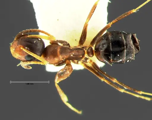Colobopsis mississippiensis specimen CASENT0105676 image casent0105676_1