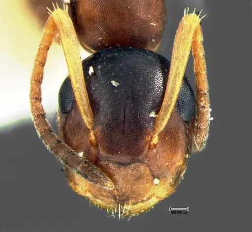 Colobopsis mississippiensis specimen CASENT0105676 image casent0105676_2