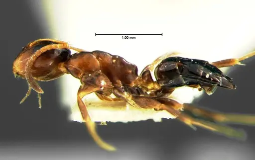 Colobopsis mississippiensis specimen CASENT0105676 image casent0105676_3
