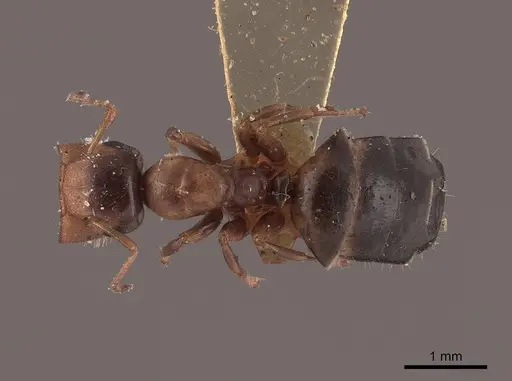 Colobopsis mississippiensis specimen FMNHINS0000045811 image fmnhins0000045811_1
