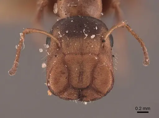 Colobopsis mississippiensis specimen FMNHINS0000045811 image fmnhins0000045811_2