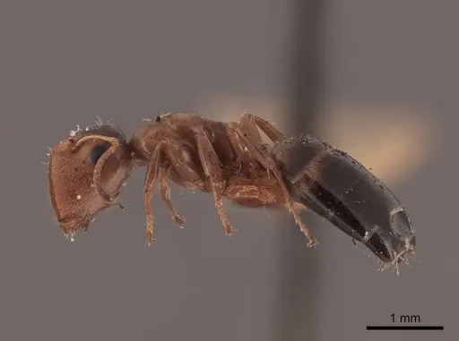 Colobopsis mississippiensis specimen FMNHINS0000045811 image fmnhins0000045811_3