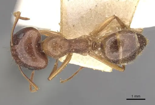 Colobopsis moeschi specimen CASENT0910545 image casent0910545_1