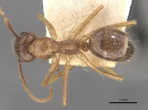 Colobopsis moeschi specimen CASENT0910546 image casent0910546_1