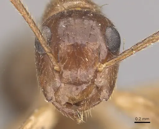 Colobopsis moeschi specimen CASENT0910546 image casent0910546_2