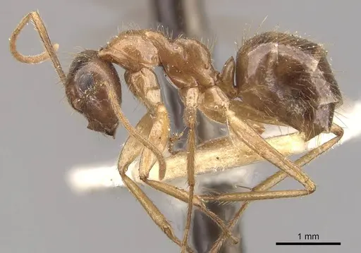 Colobopsis moeschi specimen CASENT0910546 image casent0910546_3