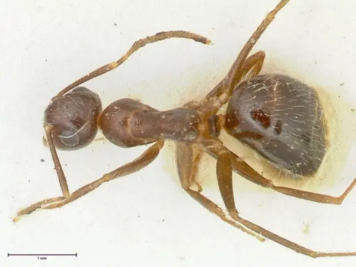 Colobopsis moeschi specimen FOCOL2270 image focol2270_1