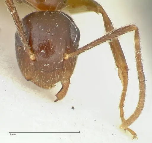 Colobopsis moeschi specimen FOCOL2270 image focol2270_2