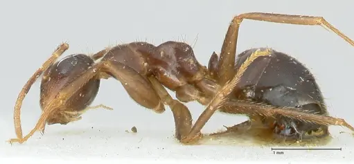 Colobopsis moeschi specimen FOCOL2270 image focol2270_3