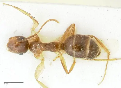 Colobopsis moeschi specimen FOCOL2271 image focol2271_1
