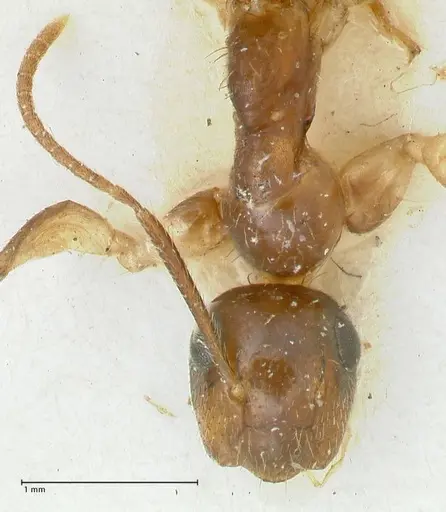 Colobopsis moeschi specimen FOCOL2271 image focol2271_2