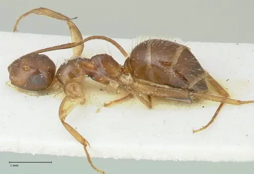 Colobopsis moeschi specimen FOCOL2271 image focol2271_3