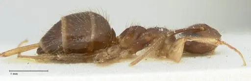 Colobopsis moeschi specimen FOCOL2271 image focol2271_4
