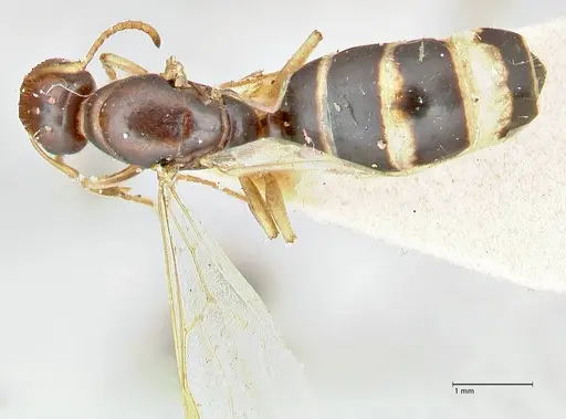 Colobopsis mutilata specimen FOCOL2510 image focol2510_1