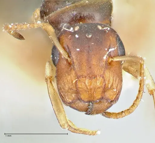 Colobopsis mutilata specimen FOCOL2510 image focol2510_2