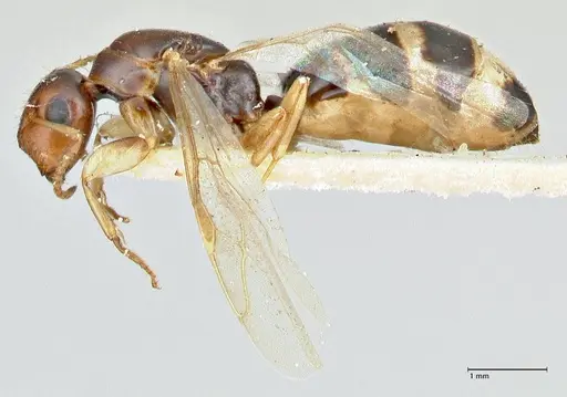Colobopsis mutilata specimen FOCOL2510 image focol2510_3