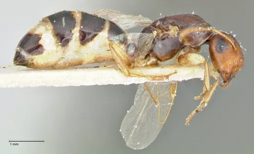 Colobopsis mutilata specimen FOCOL2510 image focol2510_4