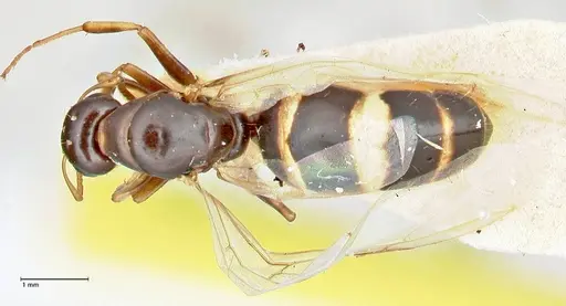 Colobopsis mutilata specimen FOCOL2513 image focol2513_1