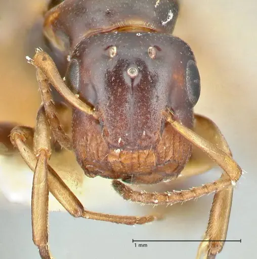 Colobopsis mutilata specimen FOCOL2513 image focol2513_2