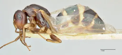 Colobopsis mutilata specimen FOCOL2513 image focol2513_3