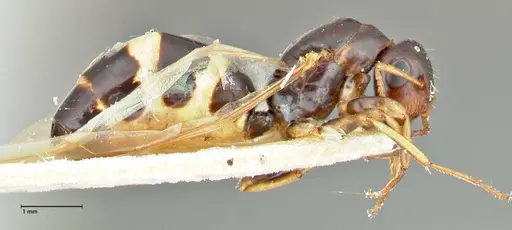 Colobopsis mutilata specimen FOCOL2513 image focol2513_4