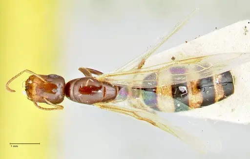 Colobopsis mutilata specimen FOCOL2514 image focol2514_1
