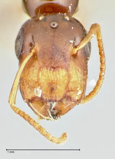 Colobopsis mutilata specimen FOCOL2514 image focol2514_2