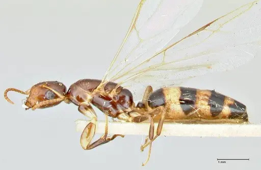Colobopsis mutilata specimen FOCOL2514 image focol2514_3
