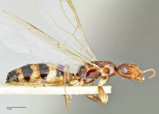 Colobopsis mutilata specimen FOCOL2514 image focol2514_4