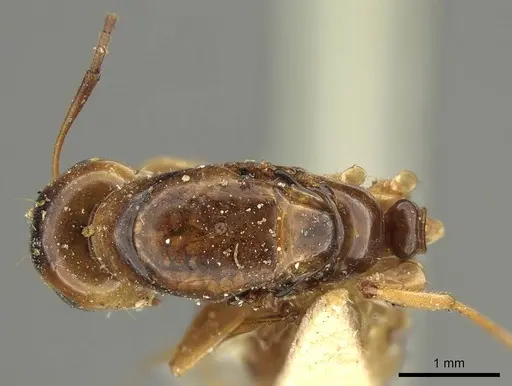 Colobopsis nigrifrons specimen CASENT0915601 image casent0915601_1